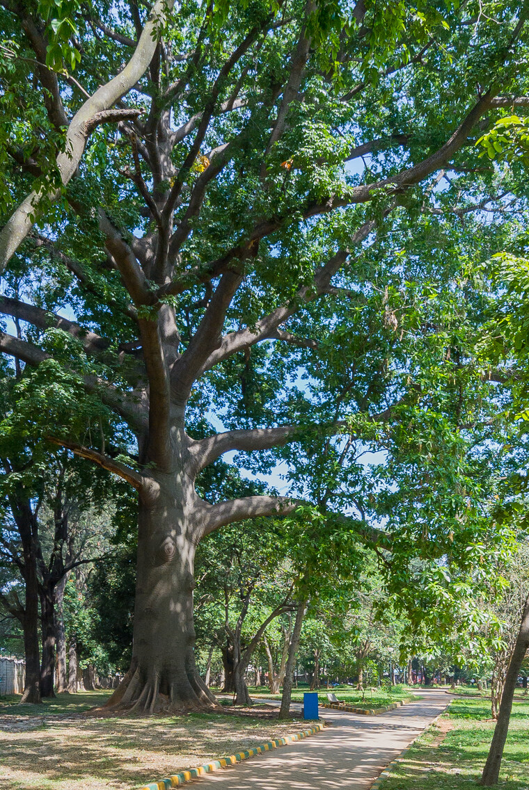 India 2014 - Bangalore 009.jpg